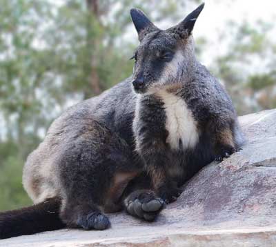 Brush-tailed Rock-wallaby
