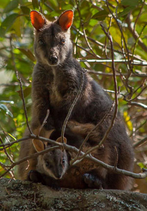 Brush-tailed Rock-wallaby