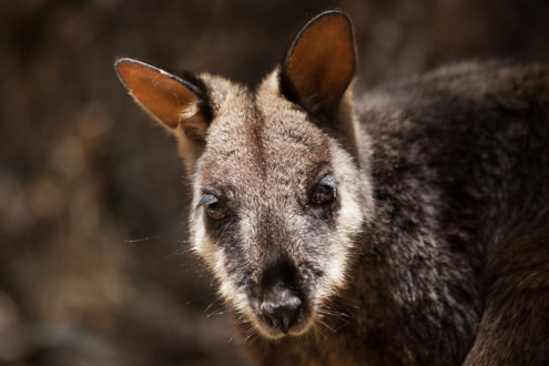 Brush-tailed Rock-wallaby